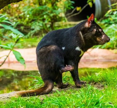 closeup portrait of a tasmanian devil, Endangered animal specie from Tasmania in Australia