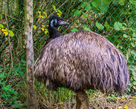 portrait of a Emu, tropical flightless bird specie from Australia