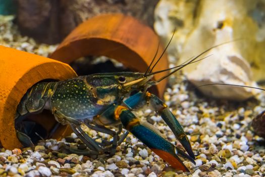 closeup portrait of a australian red claw crayfish, popular aquarium pet from queensland in australia