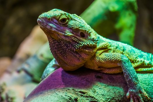 closeup of the face of a bearded dragon lizard, tropical reptile specie, popular terrarium pet in herpetoculture
