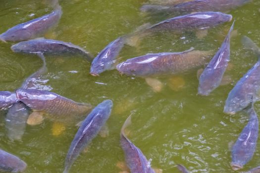 school of hungry common carps swimming in the water, popular fresh water fish from Europe, Vulnerable animal specie