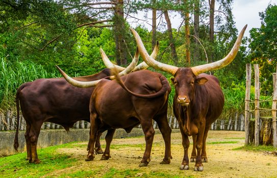family portrait of a herd of Ankole Watusi, Popular american cow breed with big horns