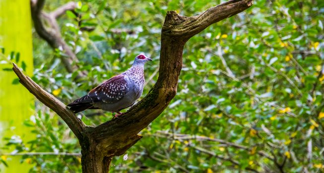 closeup of a speckled african pigeon standing on a tree branch, tropical dove specie from Africa