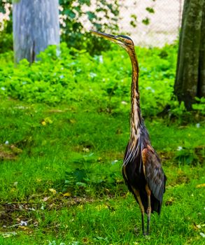 funny closeup of a purple heron, tropical bird specie from Africa and Eurasia