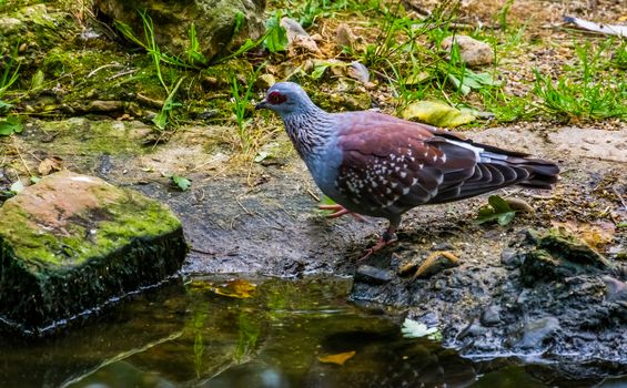closeup of a speckled pigeon, Tropical dove from Africa, popular pet in aviculture