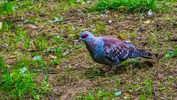 speckled african pigeon walking through the grass, closeup of a tropical dove from Africa