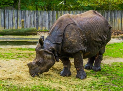 great indian Rhinoceros eating hay, diet of a rhino, Vulnerable animal specie from India