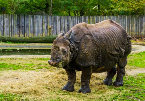 great indian Rhinoceros eating hay, Rhino diet, Vulnerable animal specie from India