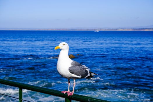 Seagull on Boat Railing with Blue Sea in Background