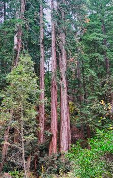 Stand of Redwood Trees in Muir Woods