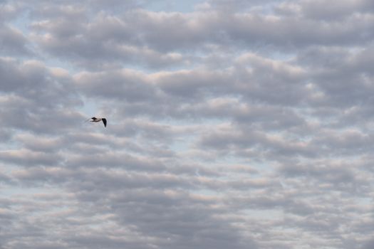 White seagull in the sky. Many soft clouds with gray tone.