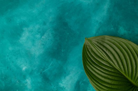 A big plant leaf on turquoise background. Leaf lies in right down corner. Good for mockup, template, for any object and edit. 