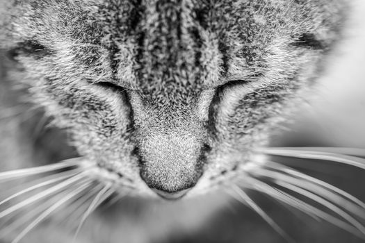 Close-up portrait of tabby cat. Black and white.