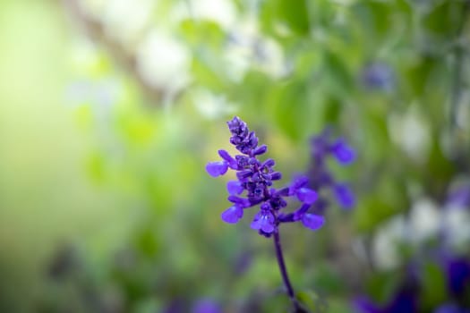 The background image of the colorful flowers, background nature