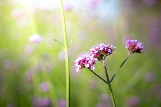 The background image of the colorful flowers, background nature