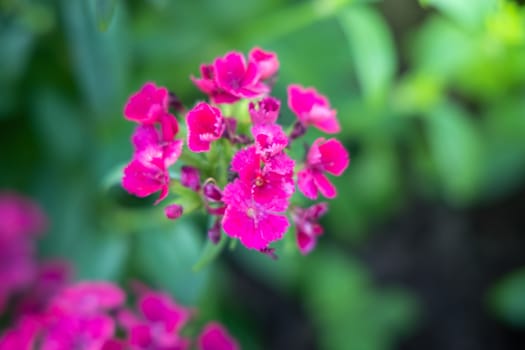 The background image of the colorful flowers, background nature