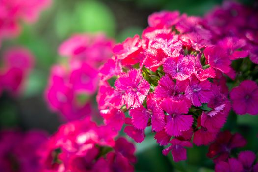 The background image of the colorful flowers, background nature