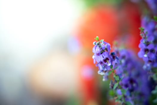 The background image of the colorful flowers, background nature