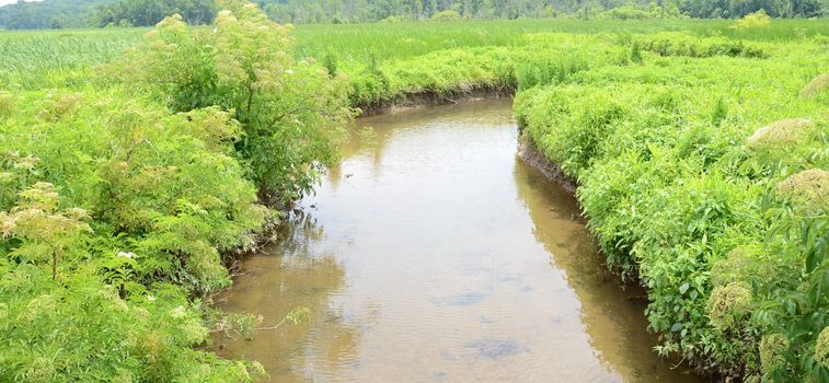 muddy water or stream with green plants in wetland environment