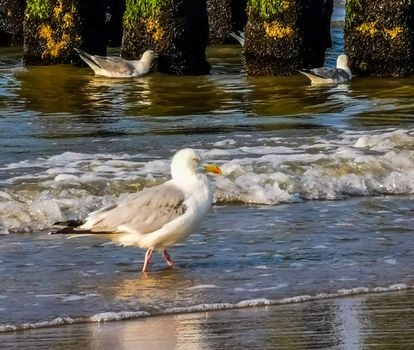 portrait of a european herring gull walking in the ocean surf, common bird specie