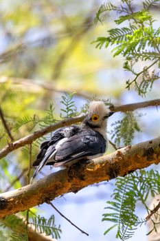 beautiful bird White-Crested Helmetshrike, Prionops plumatas, perched on a branch. Black and white body with gray head and yellow circle around the eye. Chamo Lake Ethiopia wildlife