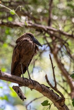 water bird Hamerkop or Hammerhead, Scopus umbretta, african wading bird in typical wetland habitat, Chamo lake, Ethiopia Africa wildlife