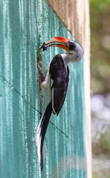 middle sized bird Von der Deckens Hornbill, male feeds the birds in the nest. Tockus deckeni, Lake Chamo, Arba Minch, Ethiopia wildlife