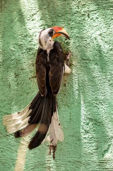 middle sized bird Von der Deckens Hornbill, male feeds the birds in the nest. Tockus deckeni, Lake Chamo, Arba Minch, Ethiopia wildlife