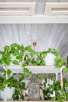 green plant leaves sticking out of a pot on a shelf in a bright room, vintage lantern iron decor element