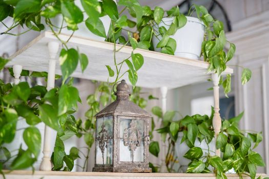 green plant leaves sticking out of a pot on a shelf in a bright room, vintage lantern iron decor element