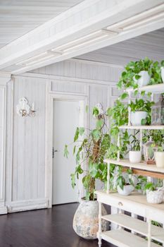 light room with wooden finish painted in white green plants . the room is lit from