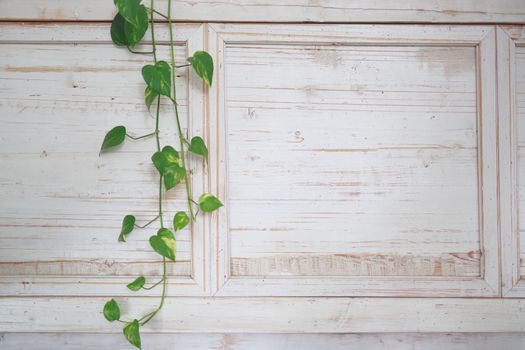 a home-grown green flower weaves a Vine over a bright white wooden wall