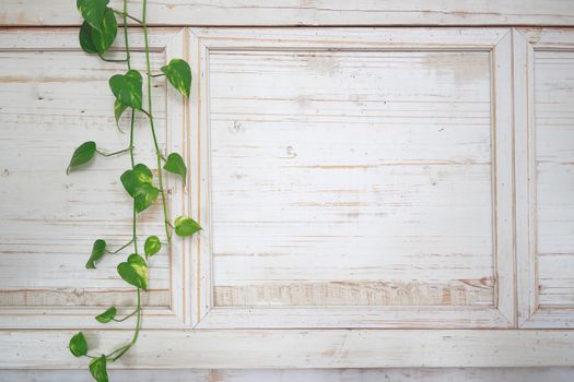 a home-grown green flower weaves a Vine over a bright white wooden wall