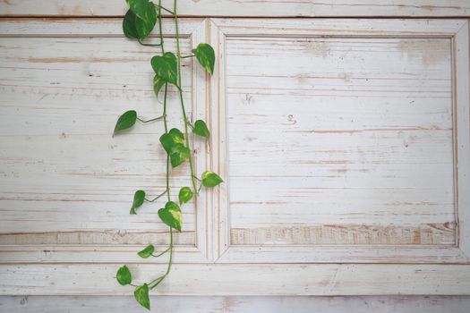 a home-grown green flower weaves a Vine over a bright white wooden wall