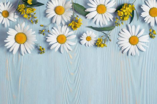 White camomiles and goldenrod on a blue wooden background. Beautiful spring composition, template for design with place for text.