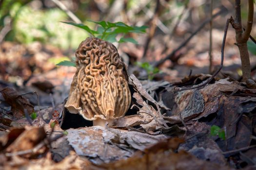 Early spring edible mushroom Verpa Bohemica grows in the forest.