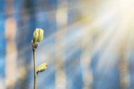 A bud on a tree branch in a sunny spring forest.