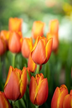 Beautiful bouquet of tulips. colorful tulips. nature background