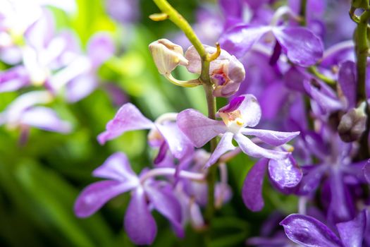 Beautiful blooming orchids in forest, On the bright sunshine