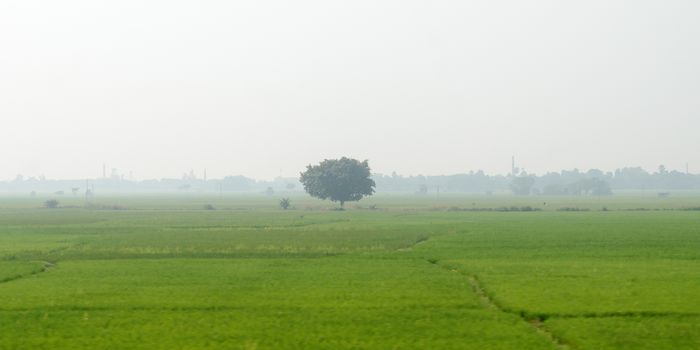 A alone solitary tree on a green meadow in rural countryside summer backdrop. Solitude and loneliness. Environmental Conservation background. Plant Trees save planet earth life environment Concept.