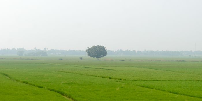 A alone solitary tree on a green meadow in rural countryside summer backdrop. Solitude and loneliness. Environmental Conservation background. Plant Trees save planet earth life environment Concept.