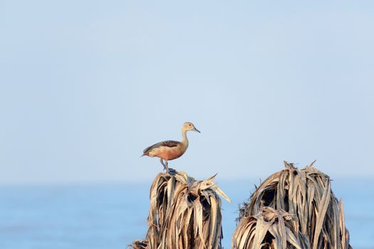 Lesser Indian whistling duck (Dendrocygna javanica) a tree nesting wetland water bird with brown long neck gray bill legs spotted sitting on dry leaves lakes. Nelapattu Bird Sanctuary Andhra Pradesh