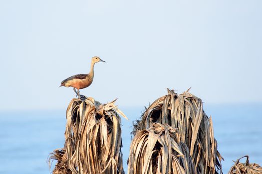 Lesser Indian whistling duck (Dendrocygna javanica), a tree nesting wetland water bird with brown long neck dark gray bill legs spotted sitting on dry leaves marshes. Gaga Wildlife Sanctuary Gujarat