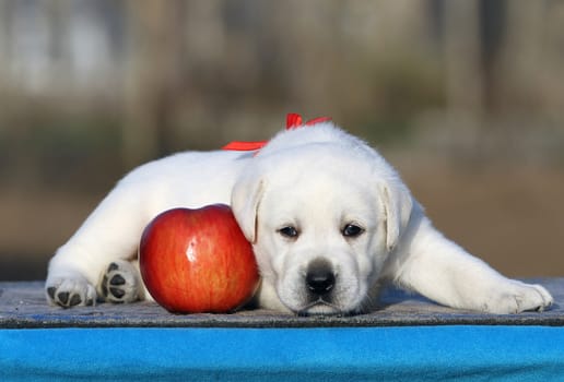 a little labrador puppy on a blue background