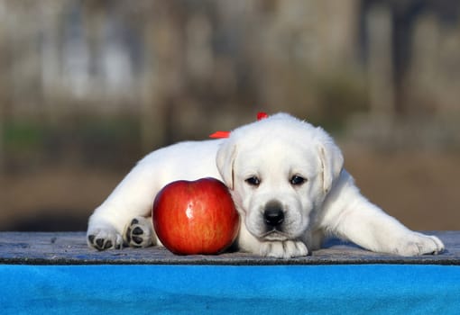 the little labrador puppy on a blue background