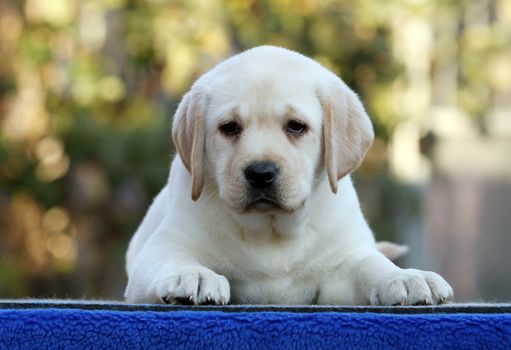 nice little labrador puppy on a blue background