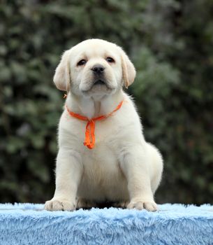 a sweet nice little labrador puppy on a blue background