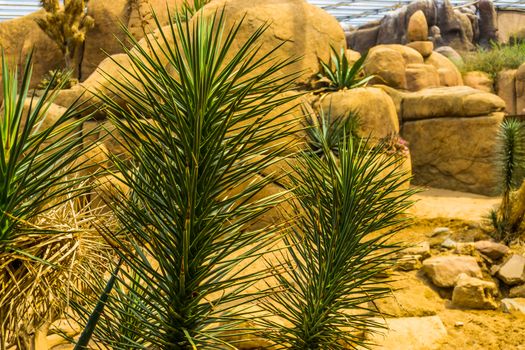 Joshua tree with the tree branches in closeup, Evergreen plant specie from the desert of America