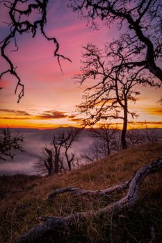 A lone tree watches over the valley at sunset in rural northern California.
