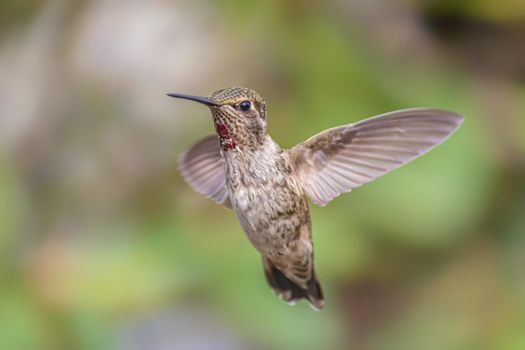 A single hummingbird is captured in flight in northern California.